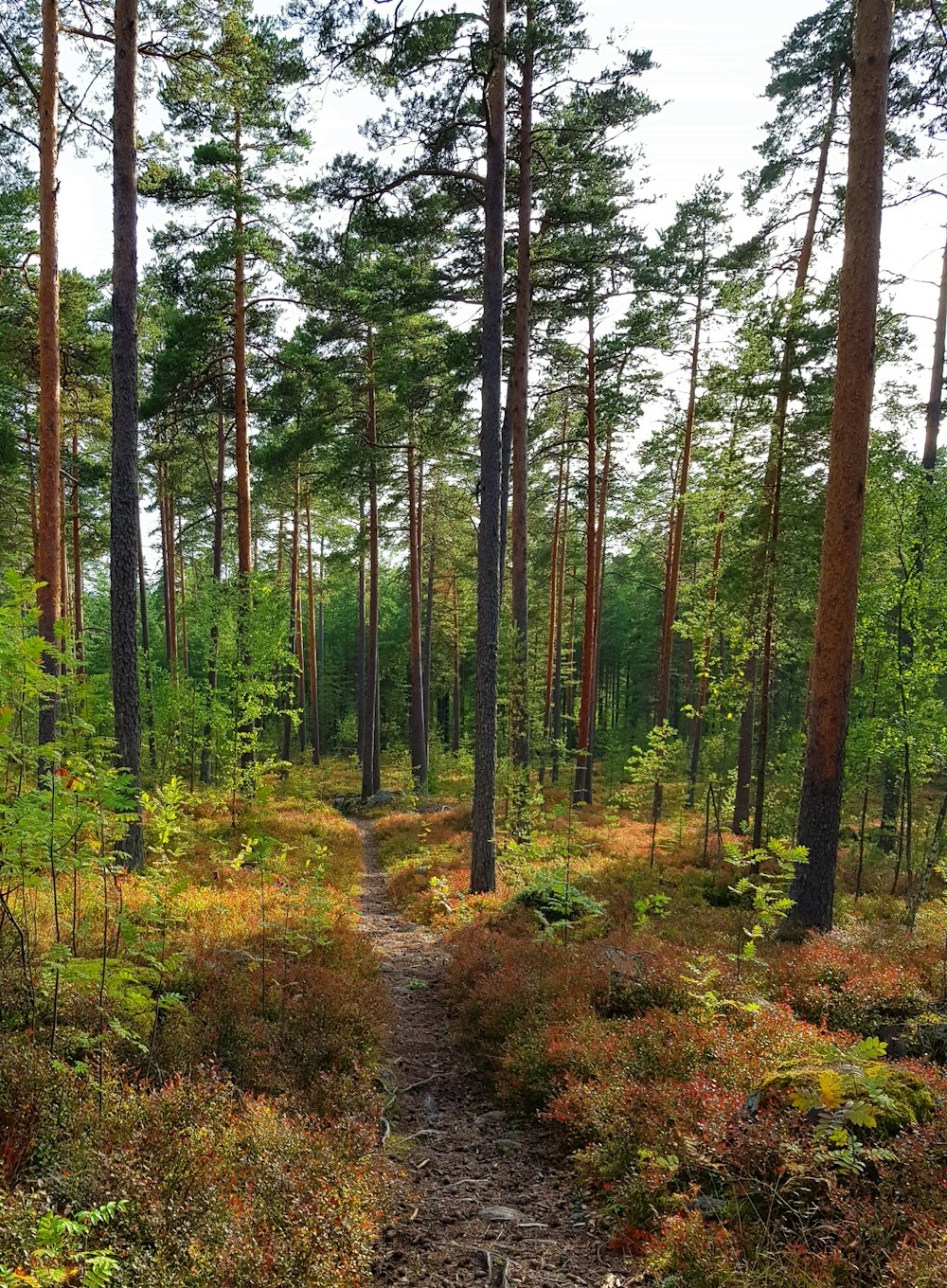 green trees during daytime