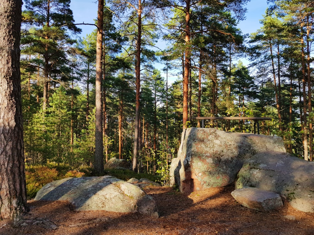 forest during daytime