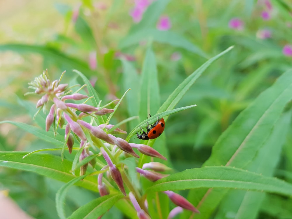 ladybug on leaf