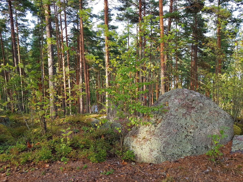 rocha cinzenta perto de árvores durante o dia