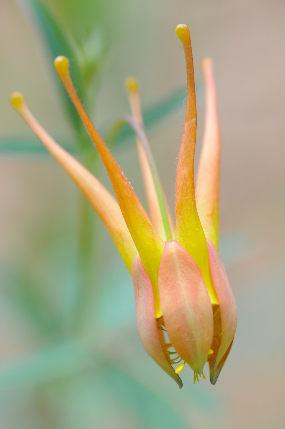 pink flower