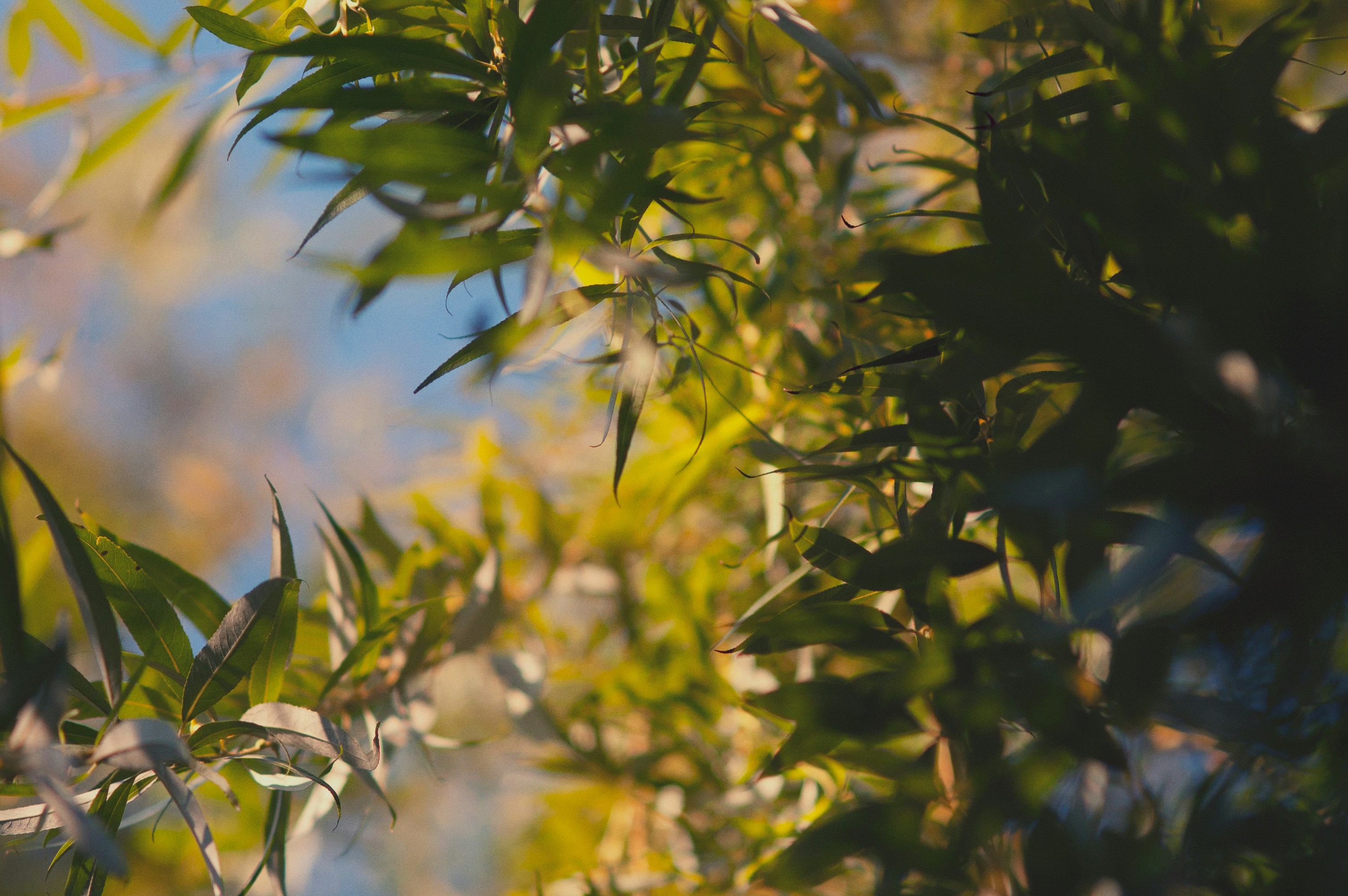 Photo by lsdforsociety