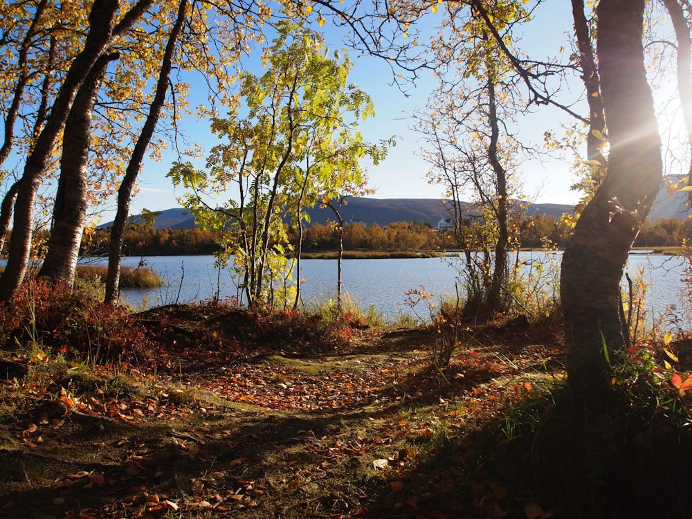 the sun shines through the trees near a lake