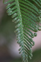 Close-up of a leafy fern with dew drops, showcasing lush texture and rich green tones.