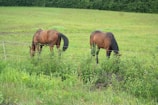 Two brown horses are grazing in a lush, green pasture. The grass is vibrant, and the field is bordered by a dense line of trees in the background. A small electric fence is visible, separating the horses from the viewer. The scene has a serene, pastoral feel to it.