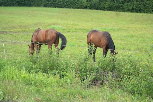 Two brown horses are grazing in a lush, green pasture. The grass is vibrant, and the field is bordered by a dense line of trees in the background. A small electric fence is visible, separating the horses from the viewer. The scene has a serene, pastoral feel to it.