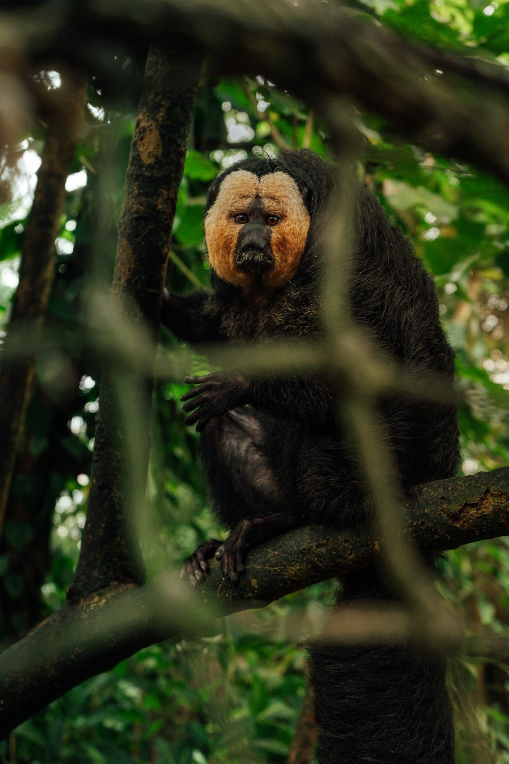 primate on tree