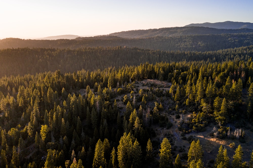 green pine trees at daytime