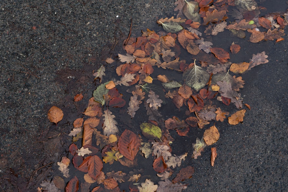 dried brown leaves on concrete pavement