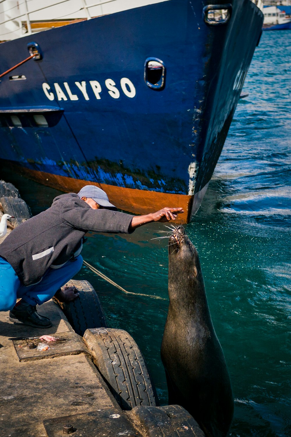 man feeding sealion