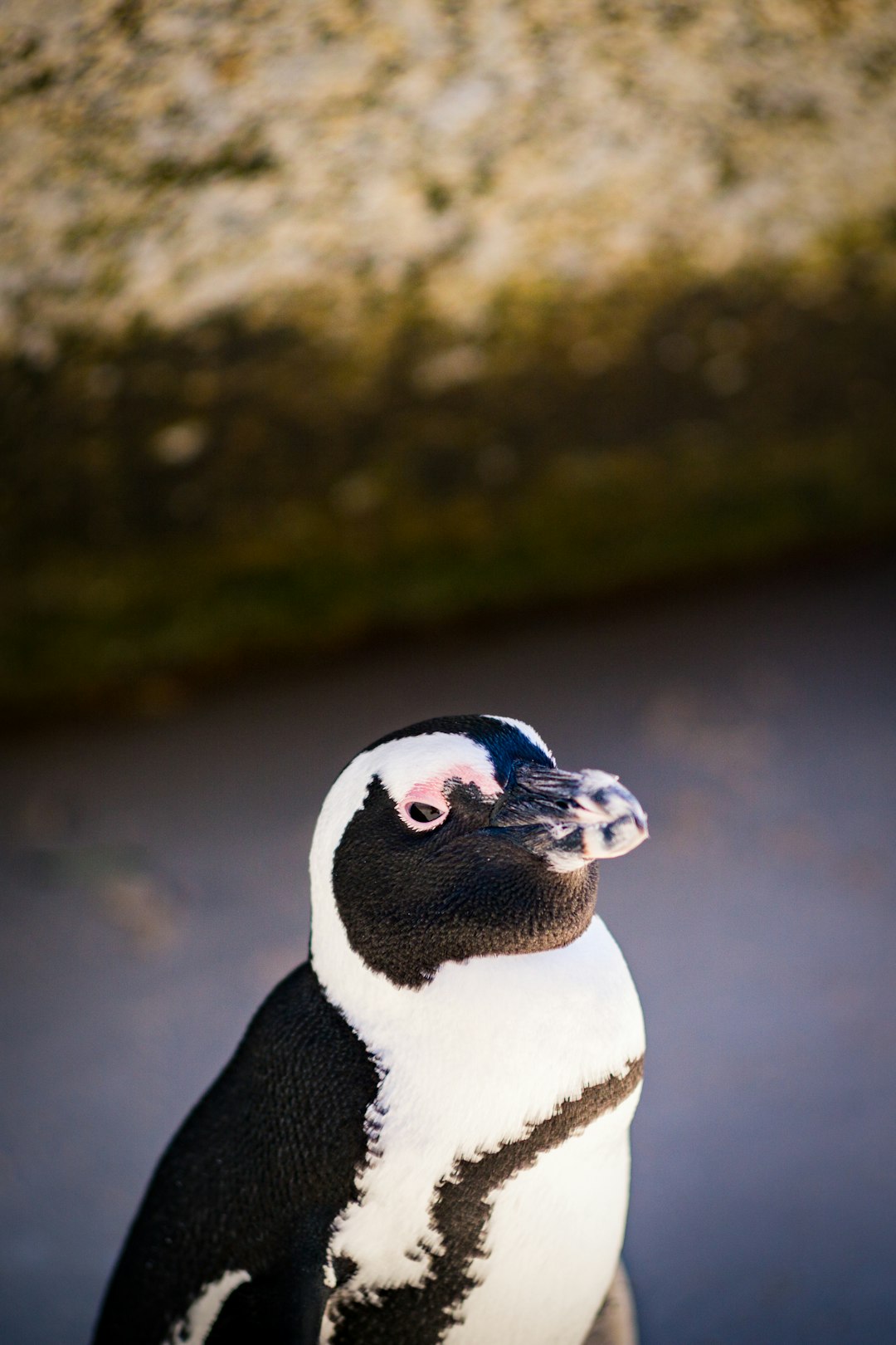 white and black penguin