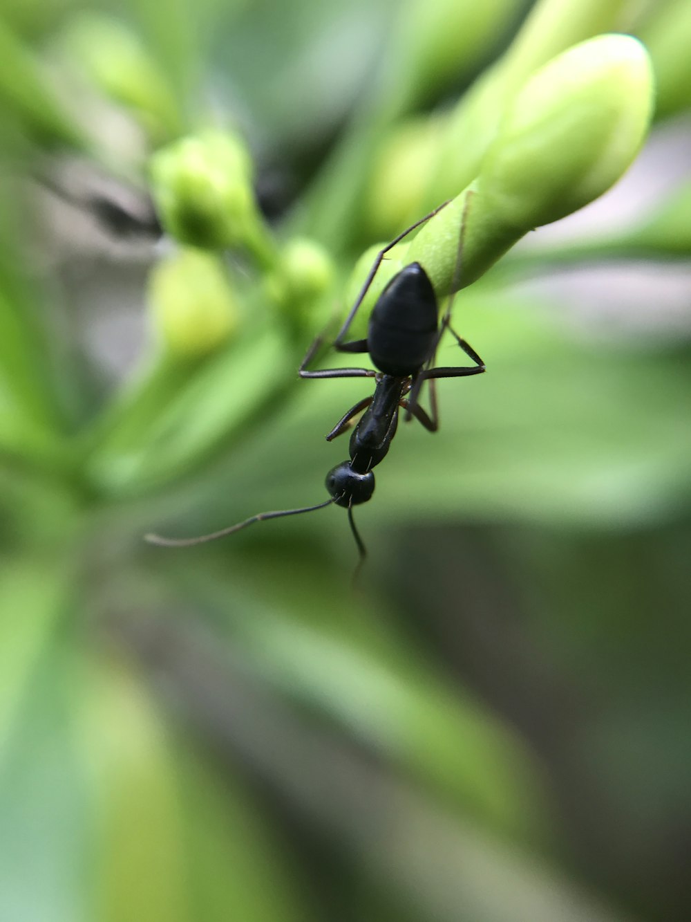 selective focus of black ant