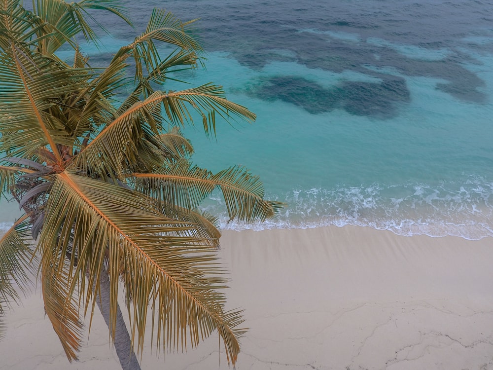 Palmera de coco verde cerca del océano