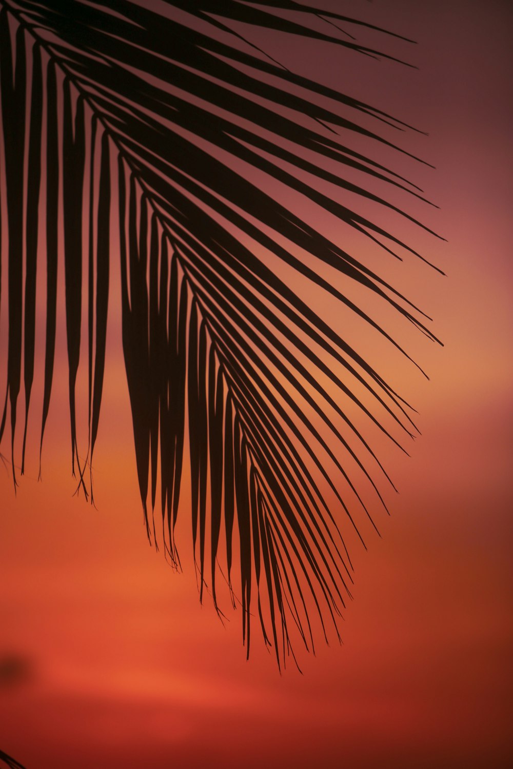 palm tree leaf