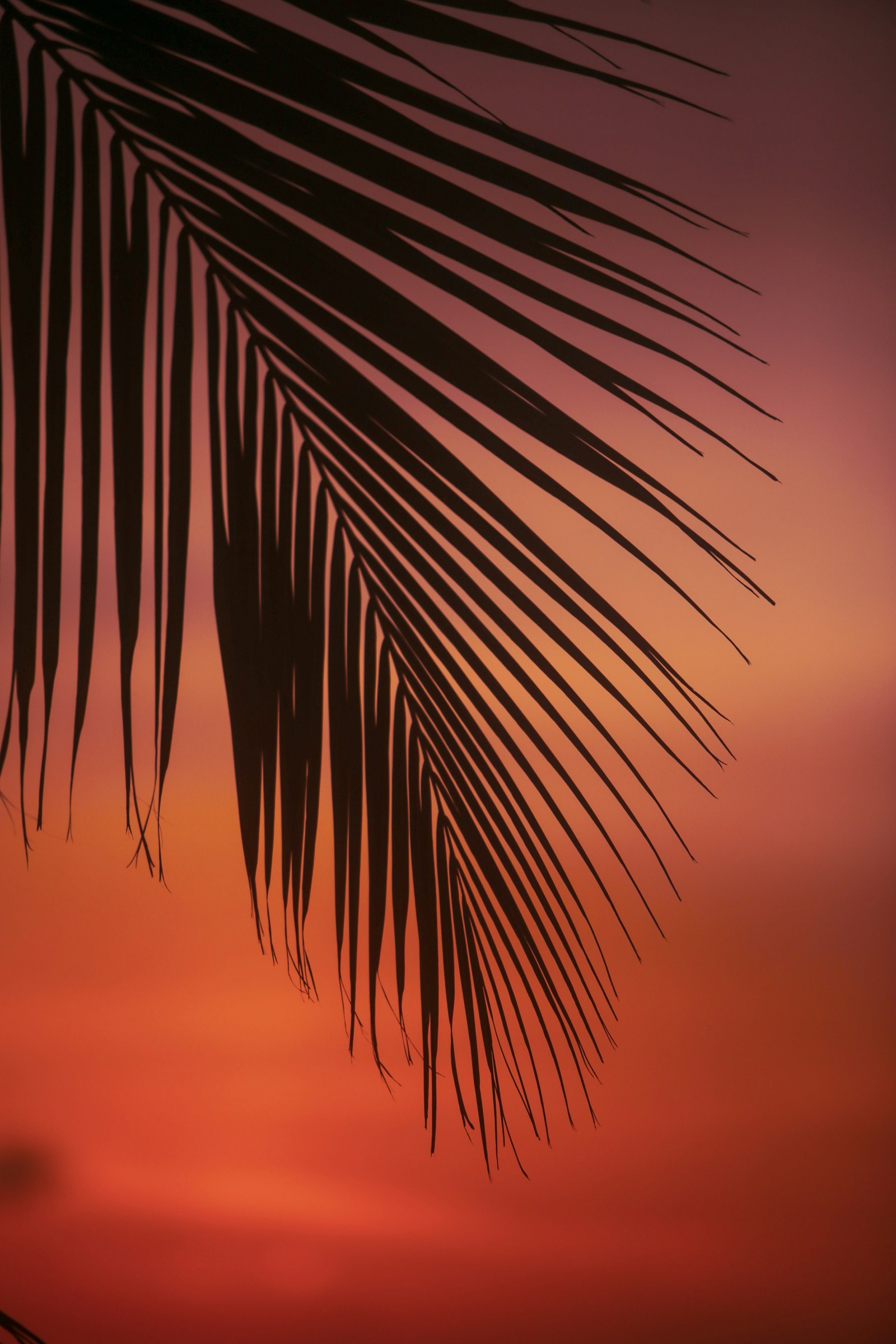Canon EF 70-200mm F2.8L IS USM sample photo. Palm tree leaf photography