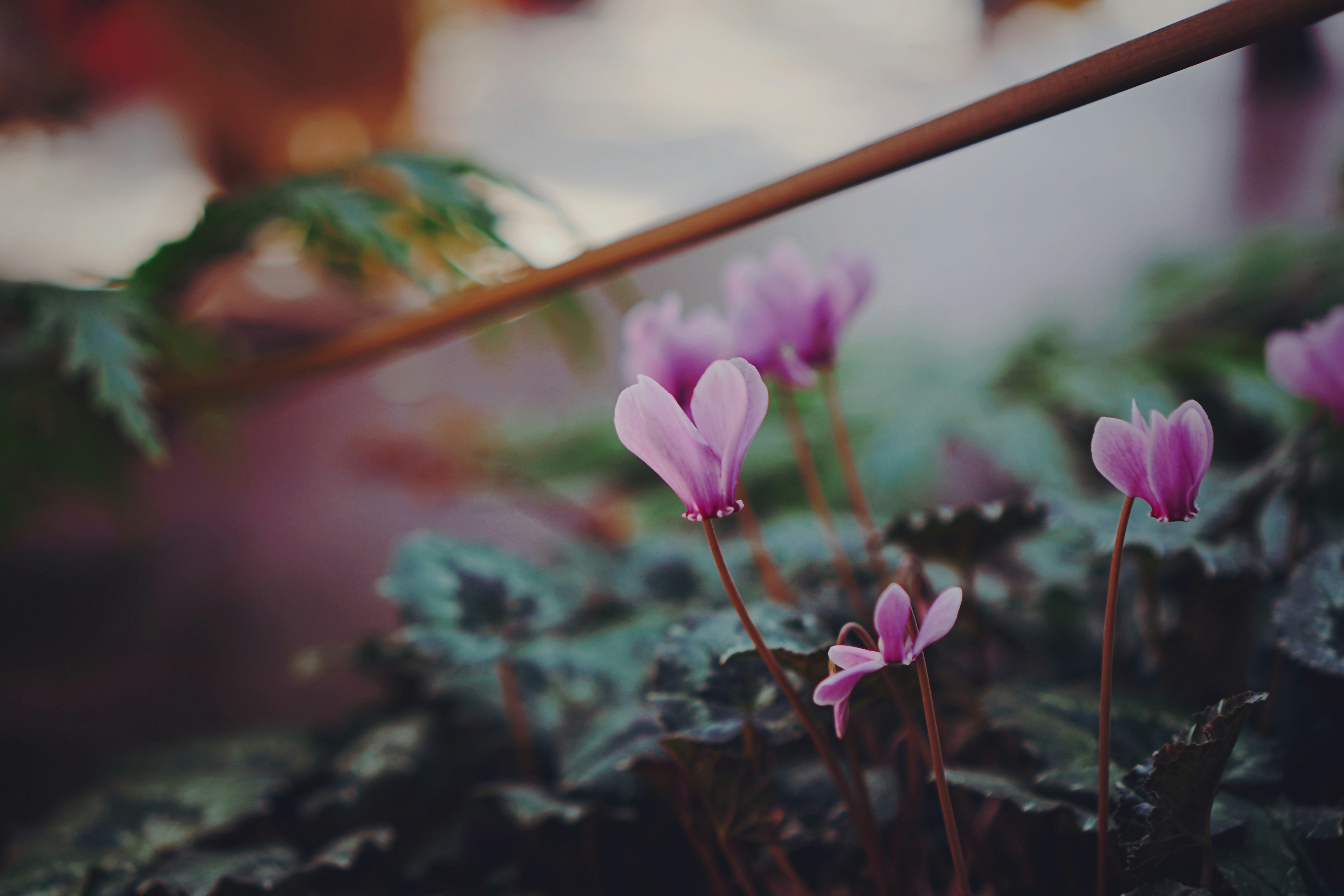 Photo by liaoweimeifang