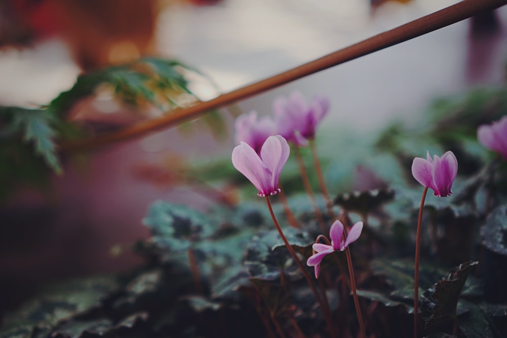 selective focus photography of purple petaled flowers