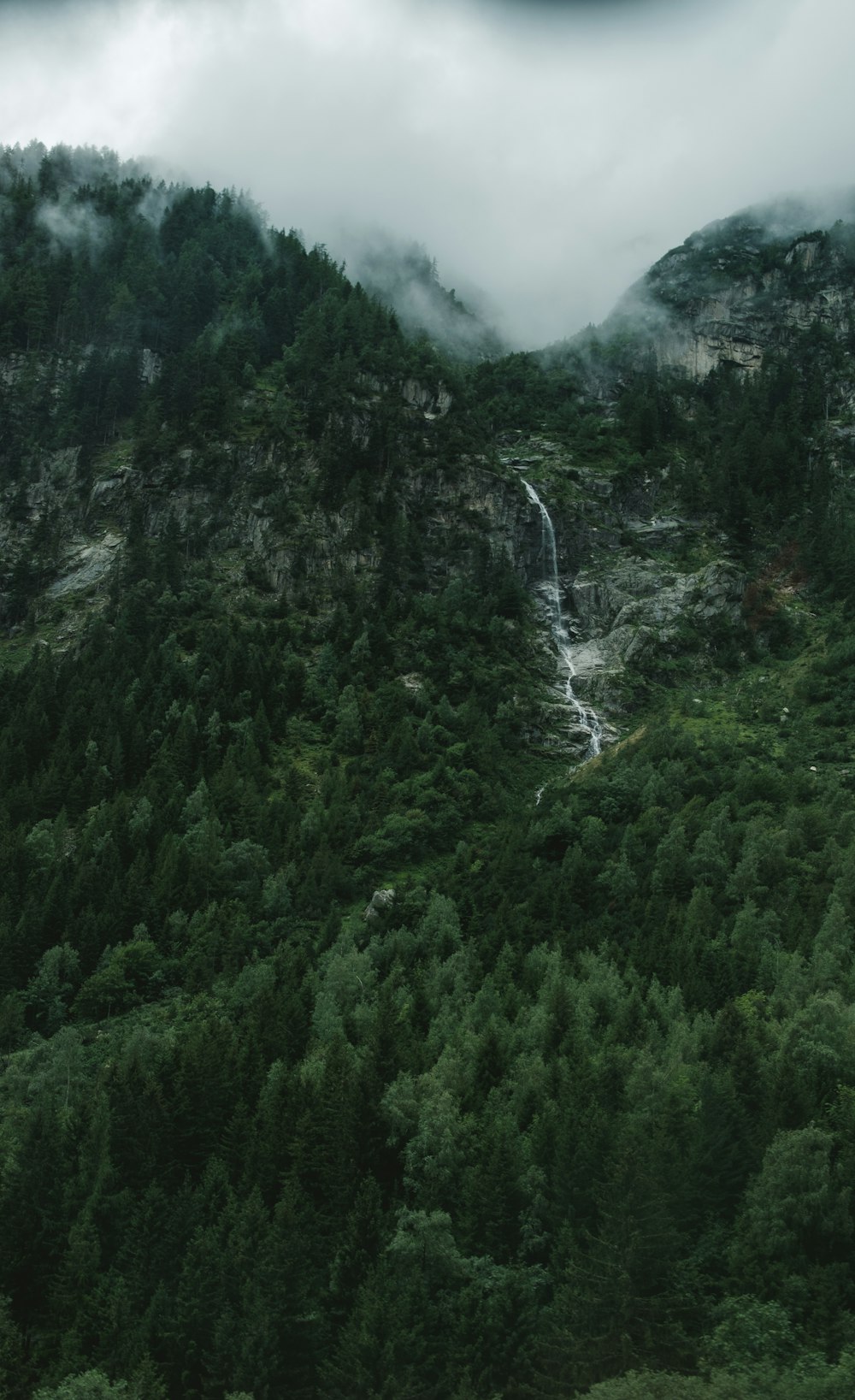 green trees under cloudy sky