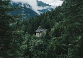 house surrounded by trees