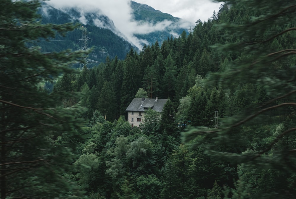 house surrounded by trees