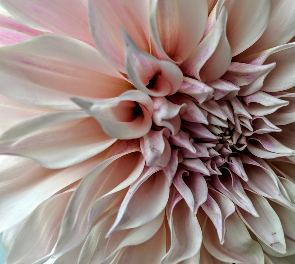 Dahlia Pictures Download Free Images on Unsplash Dahlia Pictures Download Free Images on Unsplash