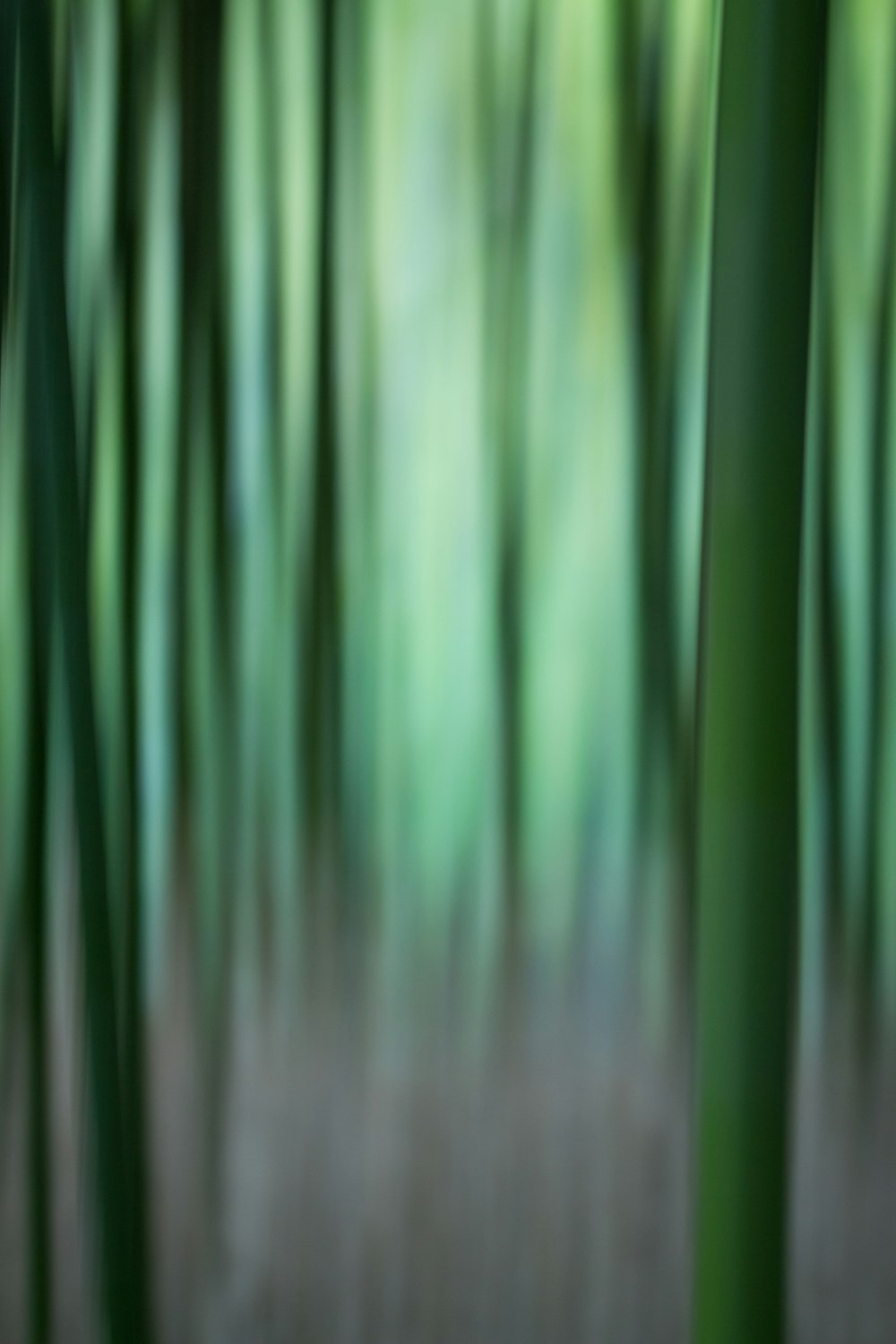 a blurry photo of a bamboo tree