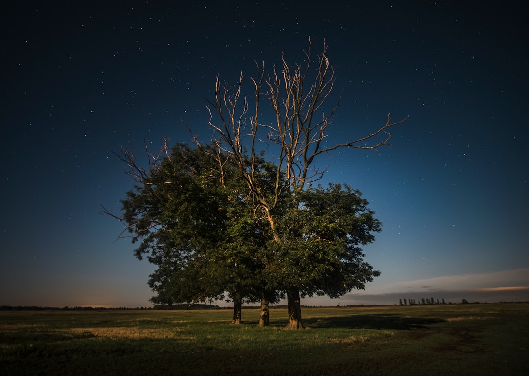 tree at night