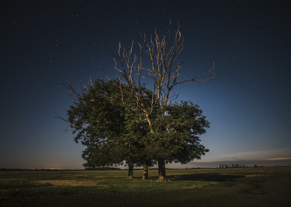 tree at night