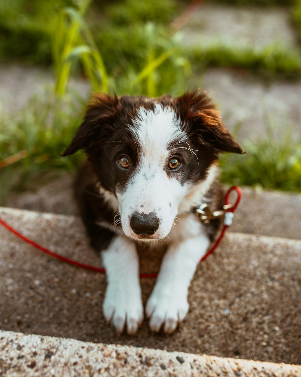 short-coated white and brown puppy on stairs