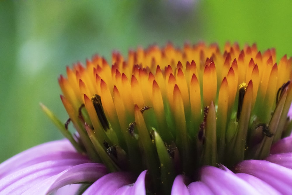 yellow petaled flower