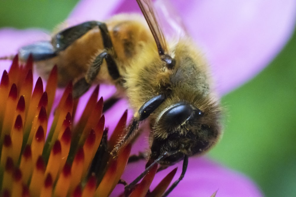 brown and black bee on top of flower