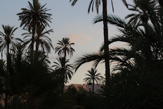 palm trees