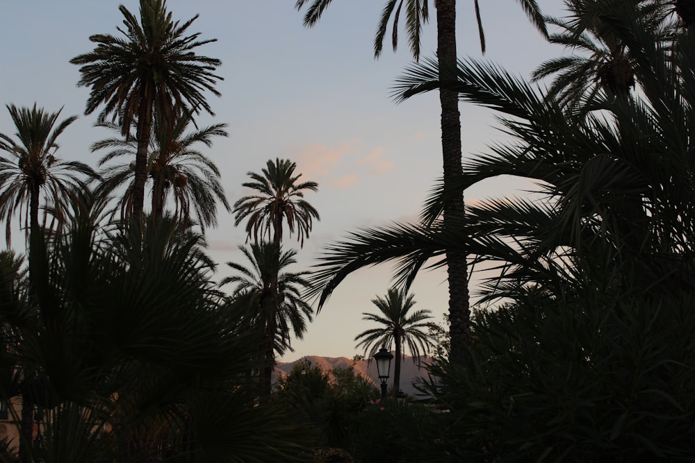 palm trees