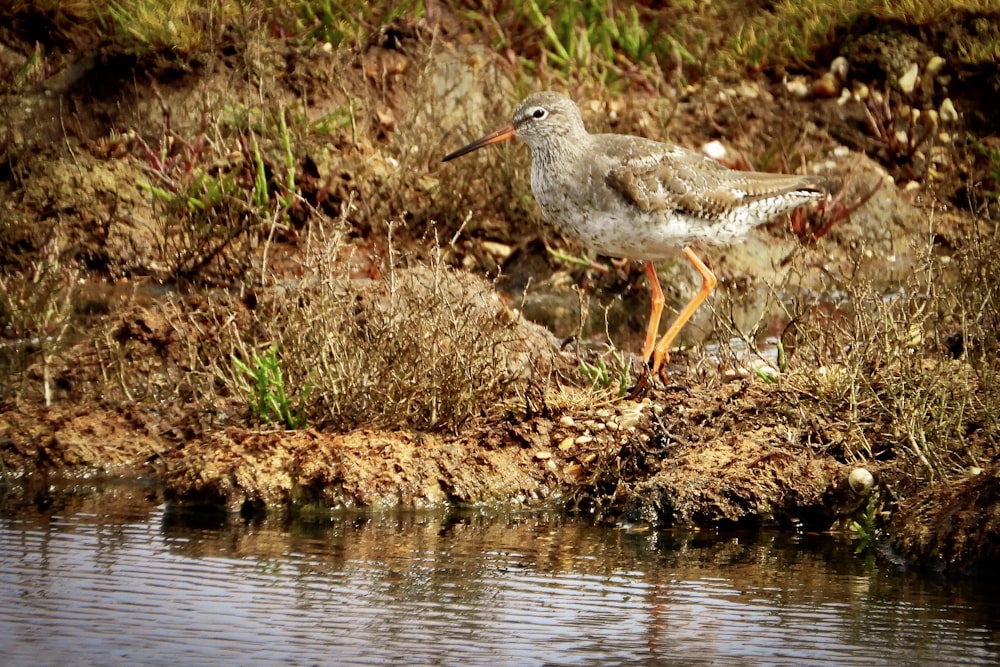 bird near water