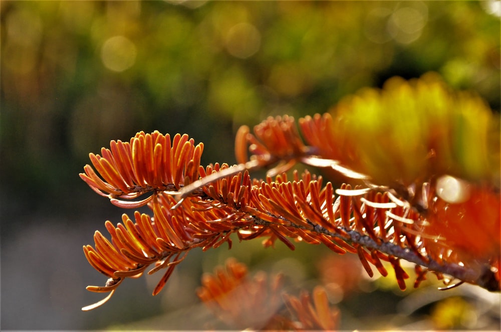 red leafed plant