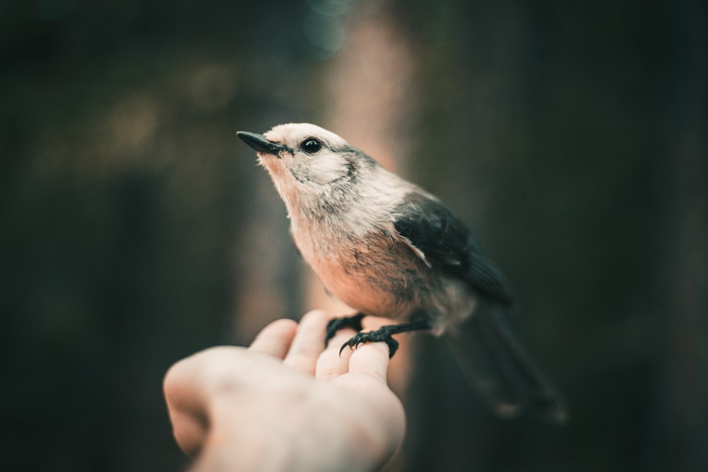 gray and brown swallow bird