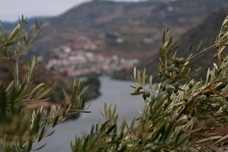 Foreground features olive tree branches with green olives and leaves. The background showcases a blurred view of a river winding through a valley with distant hills and a small town nestled among them.