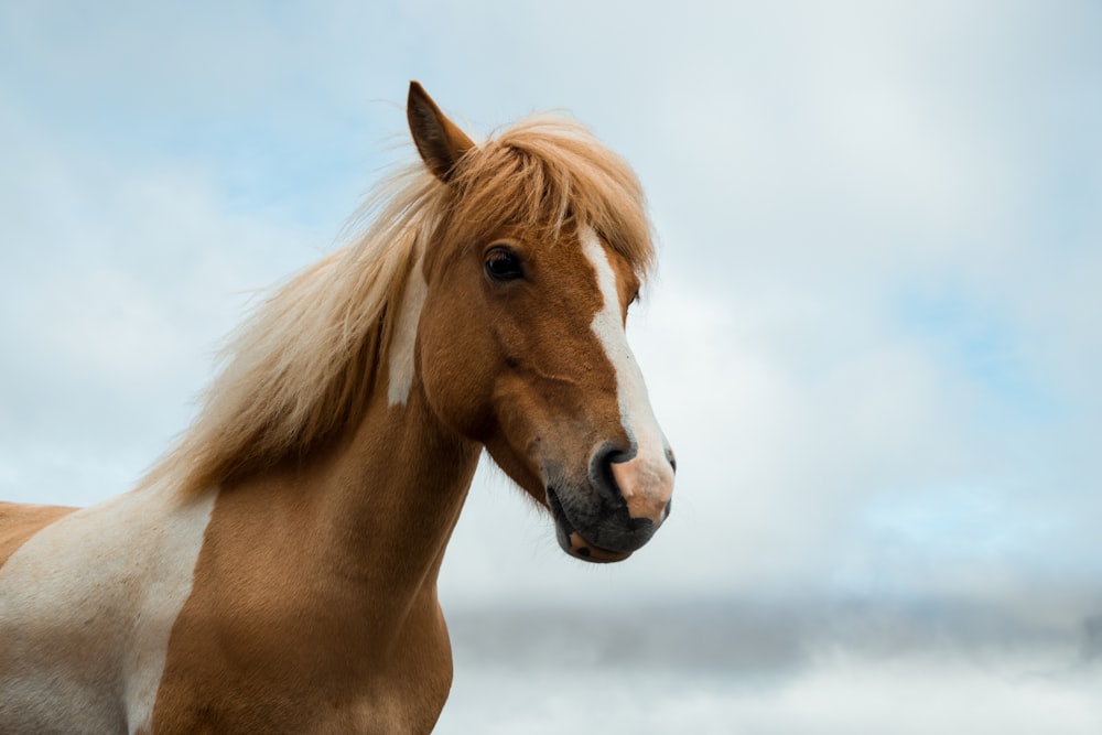 Caballo marrón y blanco