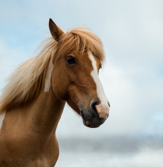 brown and white horse