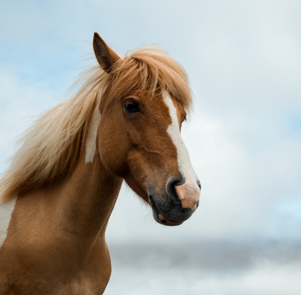 brown and white horse