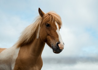 brown and white horse