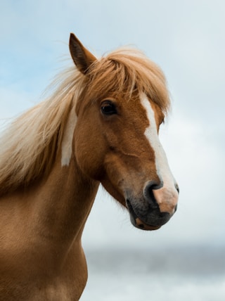 brown and white horse