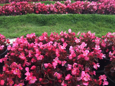 Colorful flower beds arranged neatly in a home garden.