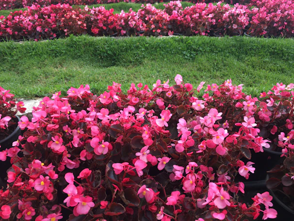 Freshly raked garden beds with vibrant flowers ready for planting