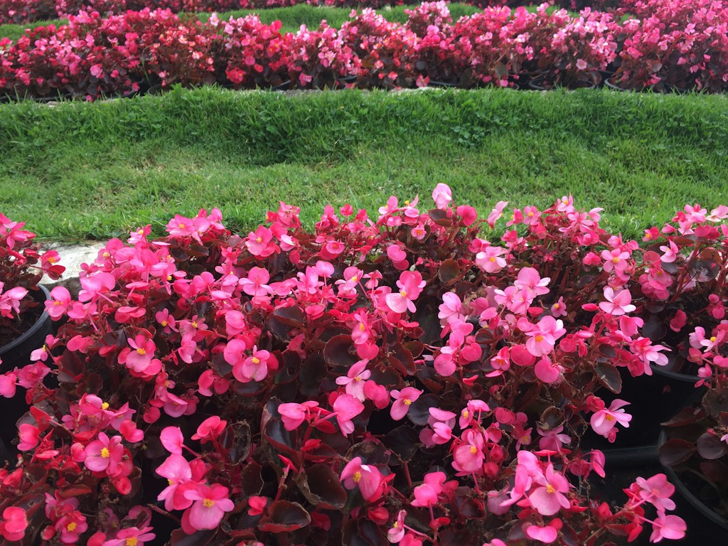 Flower Bed Design
