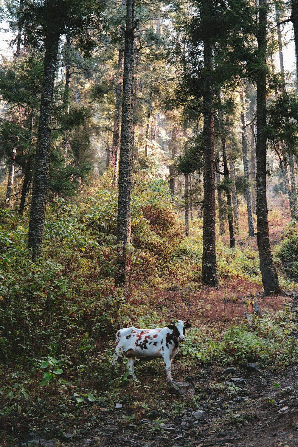 white and black cattle