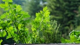A serene landscape featuring lush green plants and herbs.