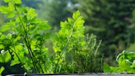 An assortment of organic herbs in a garden setting.