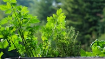 A lush assortment of green herbs, prominently featuring parsley and thyme, set against a verdant backdrop of blurred trees. The scene captures vibrant foliage with varying textures and shapes, indicating healthy and flourishing growth.