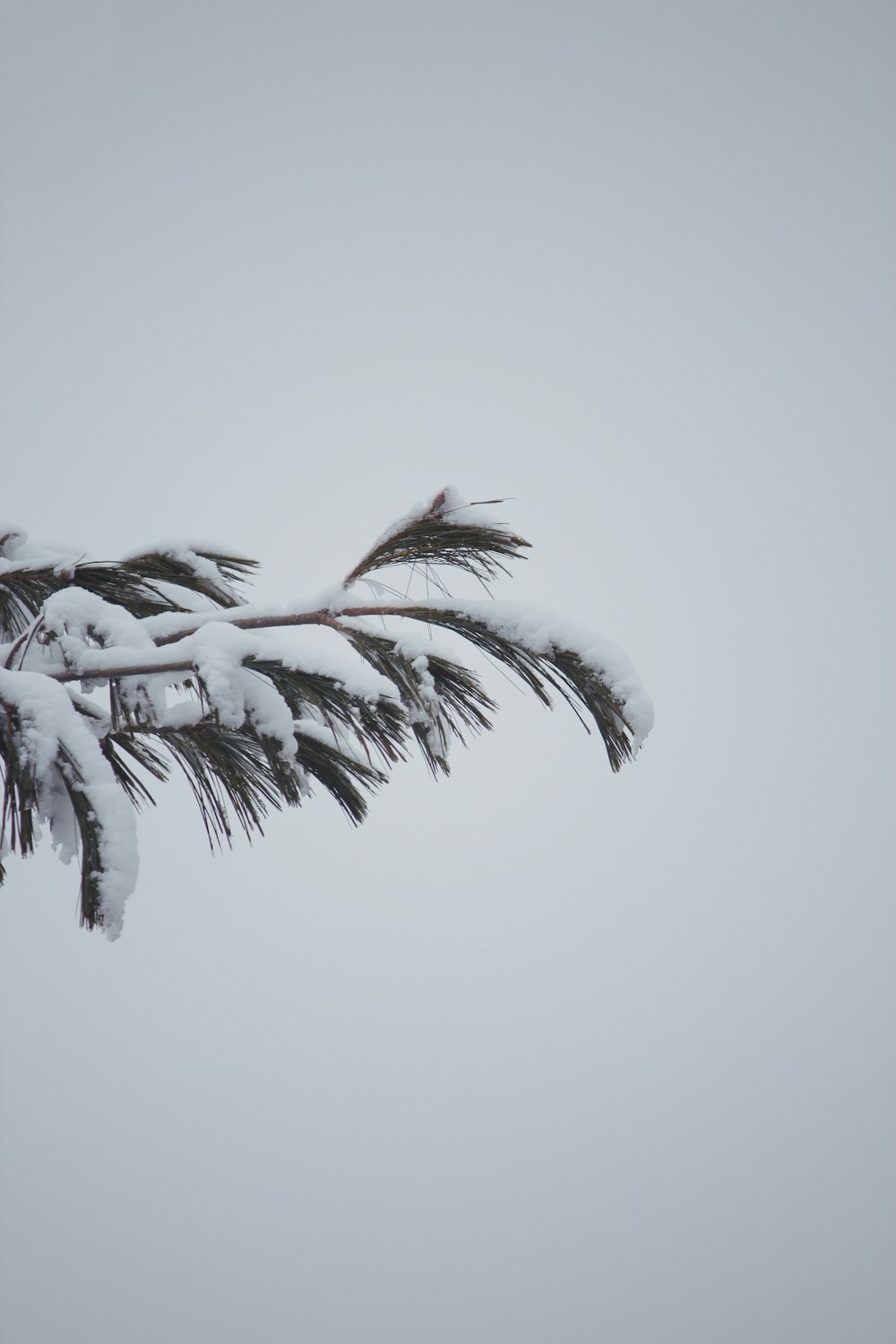 tree covered in snow